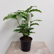 Load image into Gallery viewer, CALATHEA FREDDY 12CM
