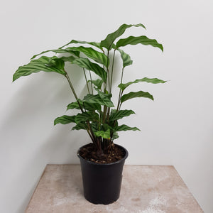 CALATHEA FREDDY 12CM