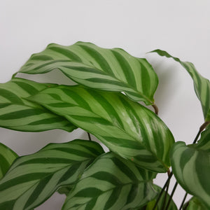 CALATHEA FREDDY 12CM