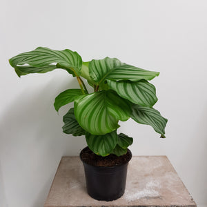 CALATHEA ORBIFOLIA 15CM