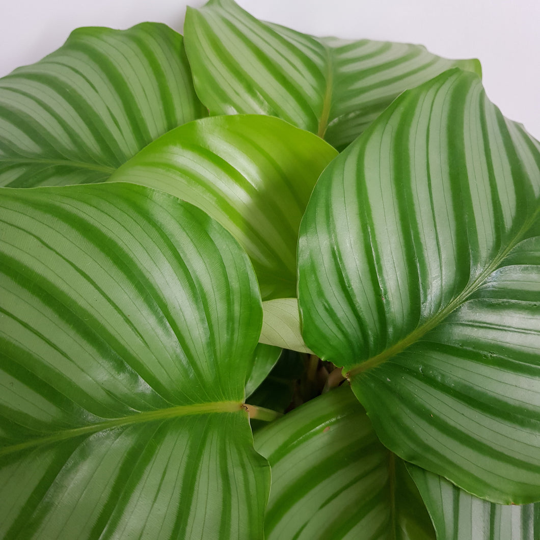 CALATHEA ORBIFOLIA 15CM