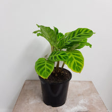 Load image into Gallery viewer, CALATHEA ZEBRINA 14CM
