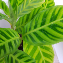 Load image into Gallery viewer, CALATHEA ZEBRINA 14CM
