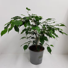 Load image into Gallery viewer, FICUS DANIELLE 12CM
