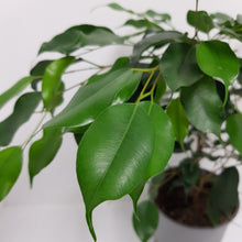 Load image into Gallery viewer, FICUS DANIELLE 12CM
