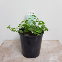 Load image into Gallery viewer, FICUS FROSTY 12CM
