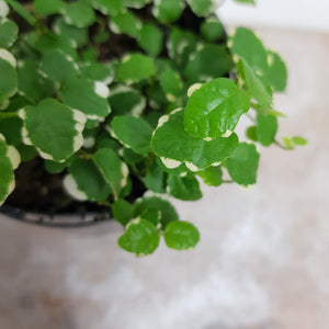 FICUS FROSTY 12CM