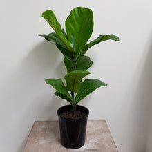 Load image into Gallery viewer, FICUS LYRATA FIDDLE LEAF FIG 14CM
