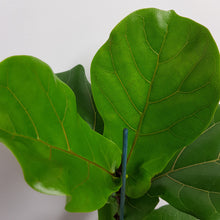 Load image into Gallery viewer, FICUS LYRATA FIDDLE LEAF FIG 14CM
