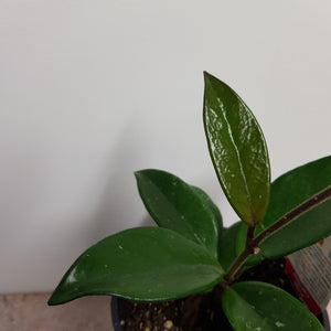 HOYA CARNOSA 1.0L