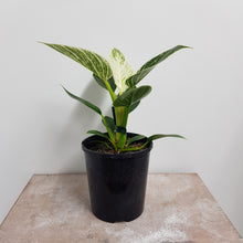 Load image into Gallery viewer, PHILODENDRON BIRKIN 14CM
