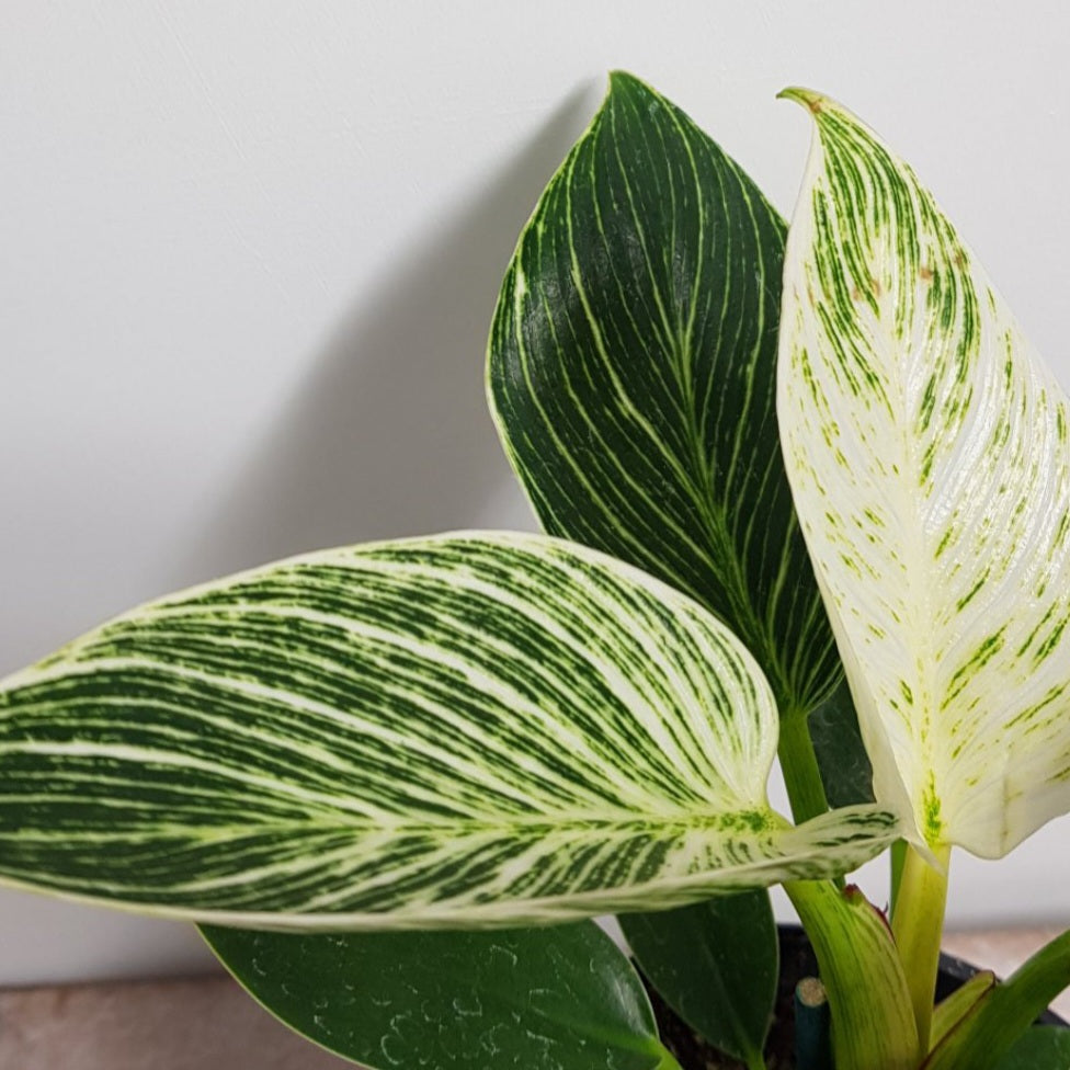 PHILODENDRON BIRKIN 14CM