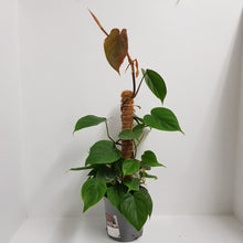 Load image into Gallery viewer, PHILODENDRON CORDATUM 17CM
