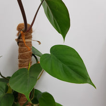 Load image into Gallery viewer, PHILODENDRON CORDATUM 17CM
