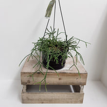 Load image into Gallery viewer, RHIPSALIS HORRIDA 17.5CM
