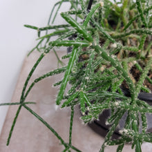 Load image into Gallery viewer, RHIPSALIS HORRIDA 17.5CM
