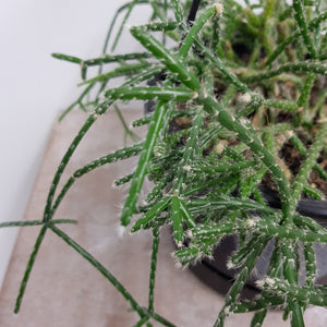 RHIPSALIS HORRIDA 17.5CM