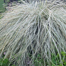 Load image into Gallery viewer, LOMANDRA WHITE SANDS 1.9L
