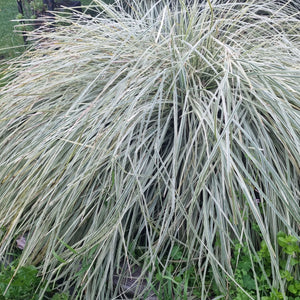 LOMANDRA WHITE SANDS 1.9L