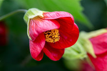 Load image into Gallery viewer, ABUTILON ASHFORD RED

