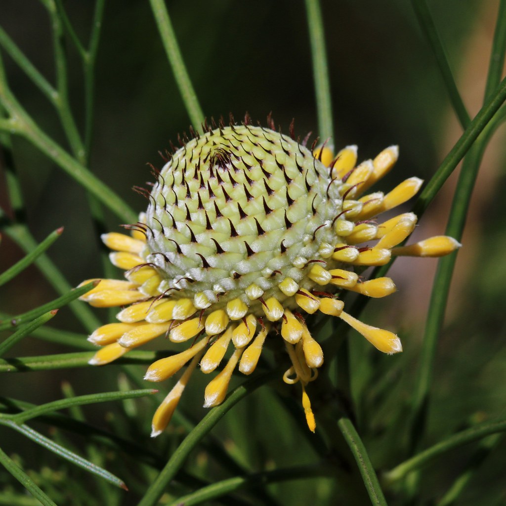 ISOPOGON ANETHIFOLIUS DRUMSTICK BUSH