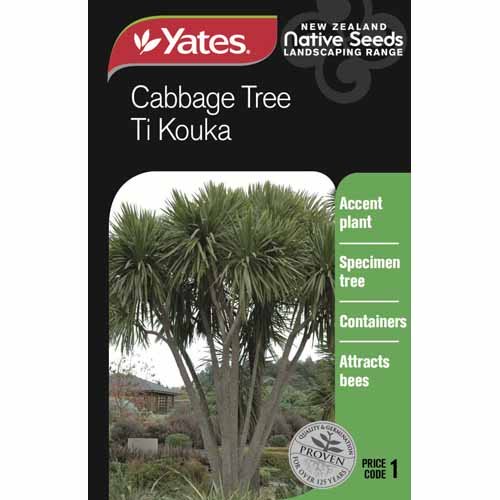 CABBAGE TREE SEED