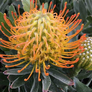 LEUCOSPERMUM AYOBA SUN 1.5L