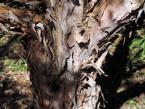 LEPTOSPERMUM NITIDUM COPPERSHEEN 3.3L