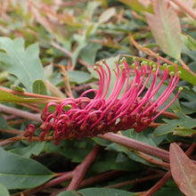 Load image into Gallery viewer, GREVILLEA AUSSIE CRAWL
