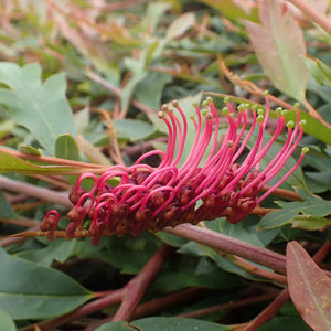 GREVILLEA AUSSIE CRAWL