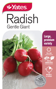 RADISH GENTLE GIANT SEED