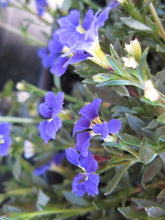 Load image into Gallery viewer, DAMPIERA DIVERSIFOLIA KANGAROO LOBELIA 2.5L
