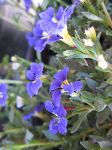 DAMPIERA DIVERSIFOLIA KANGAROO LOBELIA 2.5L