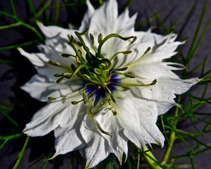 NIGELLA WHITE LOVE IN A MIST SEED