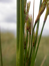 Load image into Gallery viewer, JUNCUS MARITIMUS SEA RUSH PB2
