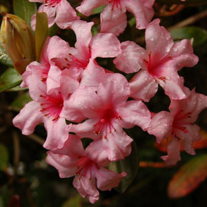 VIREYA RHODODENDRON FIRST LIGHT 2.5L