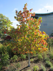 LIQUIDAMBAR STYRACIFLUA LANE ROBERTS PB28