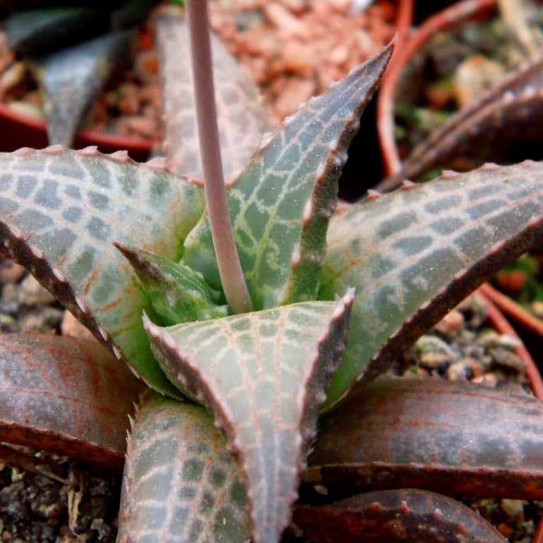 HAWORTHIA TESSELLATA