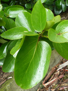 GRISELINIA LUCIDA AKAPUKA 3.3L