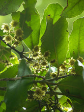 Load image into Gallery viewer, HEDYCARYA ARBOREA PIGEONWOOD POROKAIWHIRI 2.0L
