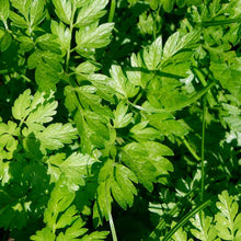 Load image into Gallery viewer, PARSLEY ITALIAN FLAT LEAF SEED
