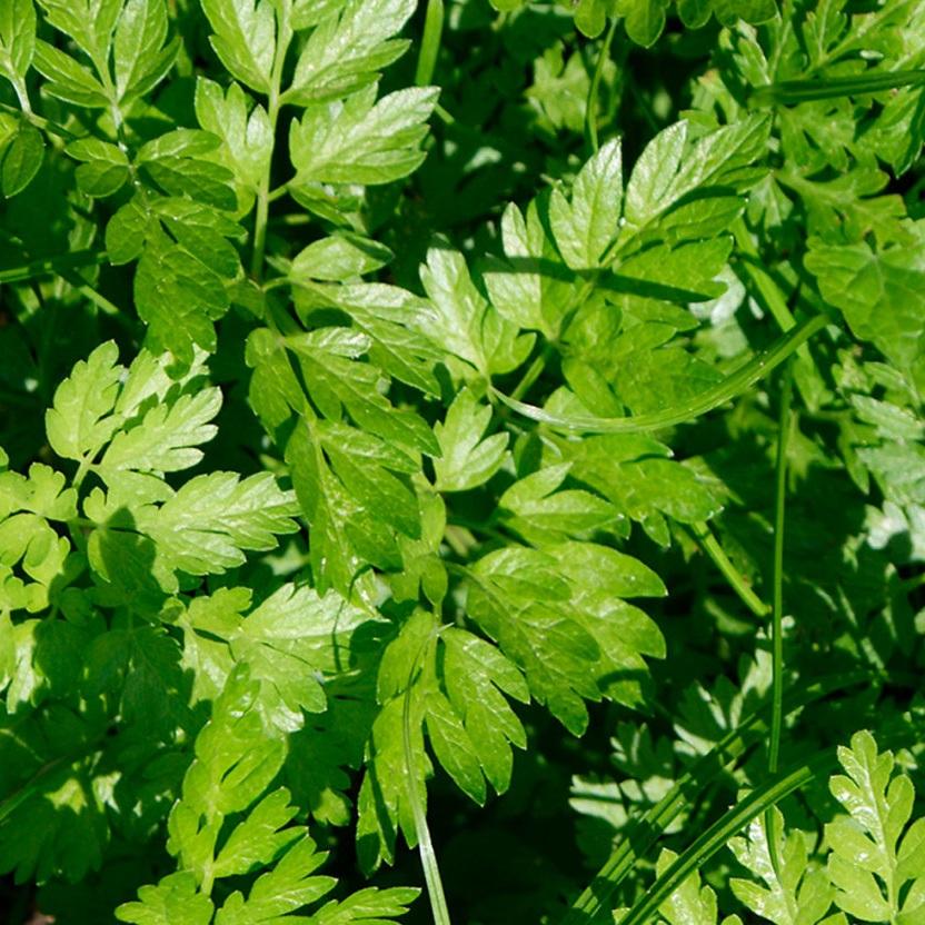 PARSLEY ITALIAN FLAT LEAF ORGANIC SEED