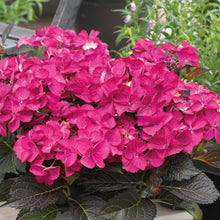 Load image into Gallery viewer, HYDRANGEA MACROPHYLLA TUXEDO PINK 2.5L
