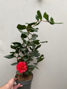 CAMELLIA JAPONICA CURLY LADY 2.5L