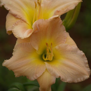 HEMEROCALLIS ALVATINE TAYLOR 2.5L