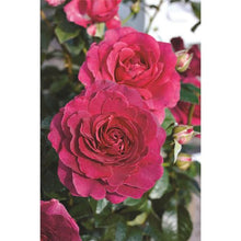 Load image into Gallery viewer, ROSE BUSH HYBRID TEA SHOWPIECE BERRY
