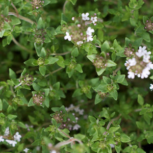 THYME SEED