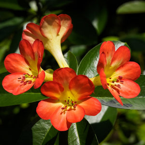 VIREYA RHODODENDRON SIMBU SUNSET 2.5L