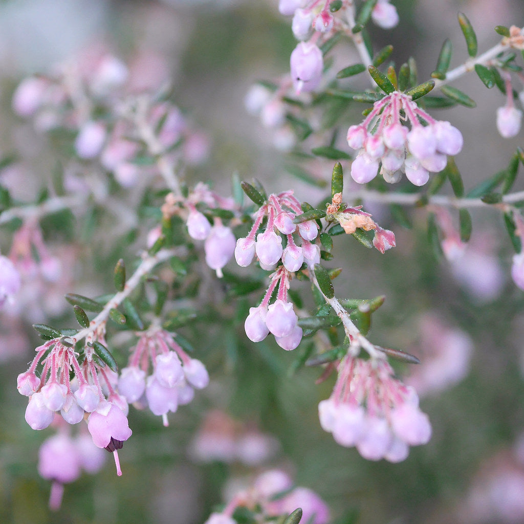 ERICA MISTY MAUVE 2.5L