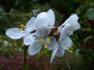 LIBERTIA GRANDIFLORA MIKOIKOI 1.9L